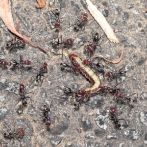 Iridomyrmex purpureus at Acton, ACT - 9 Nov 2021