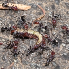 Iridomyrmex purpureus at Acton, ACT - 9 Nov 2021