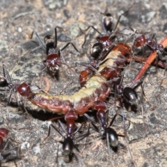 Iridomyrmex purpureus at Acton, ACT - 9 Nov 2021