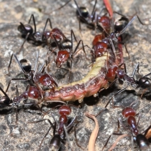 Iridomyrmex purpureus at Acton, ACT - 9 Nov 2021