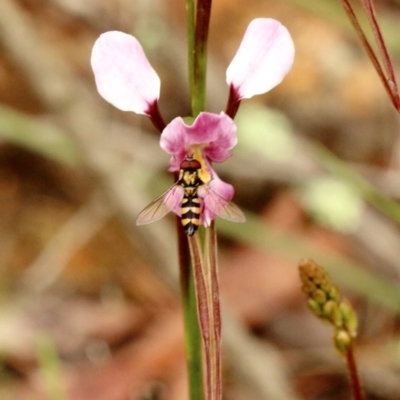 Melangyna viridiceps (Hover fly) at Penrose, NSW - 25 Nov 2021 by Snowflake