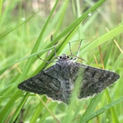 Crypsiphona ocultaria (Red-lined Looper Moth) at Boro, NSW - 24 Nov 2021 by mcleana