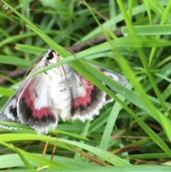 Crypsiphona ocultaria at Boro, NSW - 25 Nov 2021