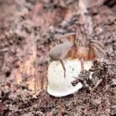 Gnaphosidae (family) (Ground spider) at O'Connor, ACT - 25 Nov 2021 by trevorpreston