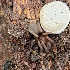 Gnaphosidae (family) at O'Connor, ACT - 25 Nov 2021