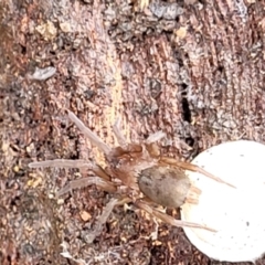 Gnaphosidae (family) at O'Connor, ACT - 25 Nov 2021