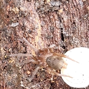 Gnaphosidae (family) at O'Connor, ACT - 25 Nov 2021