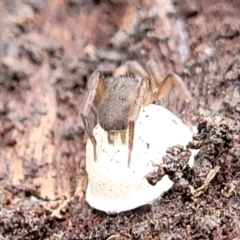 Gnaphosidae (family) at O'Connor, ACT - 25 Nov 2021