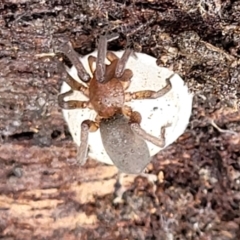 Gnaphosidae (family) at O'Connor, ACT - 25 Nov 2021