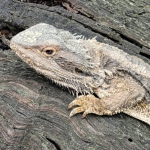 Pogona barbata at O'Connor, ACT - suppressed