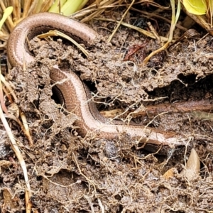 Hemiergis talbingoensis at O'Connor, ACT - 25 Nov 2021