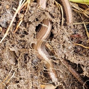 Hemiergis talbingoensis at O'Connor, ACT - 25 Nov 2021 01:36 PM