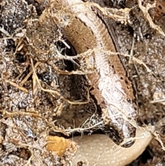 Hemiergis talbingoensis at O'Connor, ACT - 25 Nov 2021