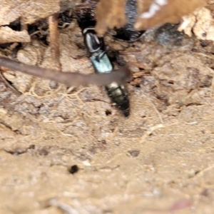 Thyreocephalus sp. (genus) at O'Connor, ACT - 25 Nov 2021