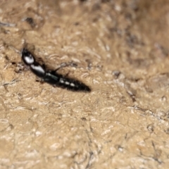 Thyreocephalus sp. (genus) at O'Connor, ACT - 25 Nov 2021