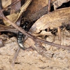 Thyreocephalus sp. (genus) at O'Connor, ACT - 25 Nov 2021