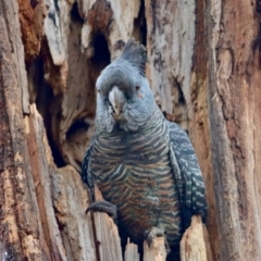 Callocephalon fimbriatum (Gang-gang Cockatoo) at GG188 - 25 Nov 2021 by LisaH