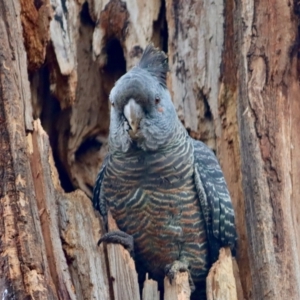 Callocephalon fimbriatum at Hughes, ACT - 25 Nov 2021