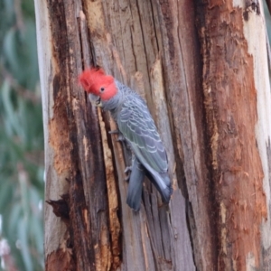 Callocephalon fimbriatum at Hughes, ACT - 25 Nov 2021