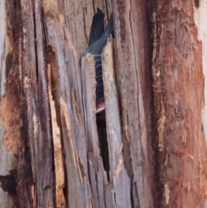 Callocephalon fimbriatum at Hughes, ACT - suppressed