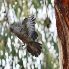 Callocephalon fimbriatum at Hughes, ACT - 25 Nov 2021