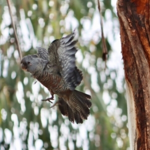 Callocephalon fimbriatum at Hughes, ACT - suppressed