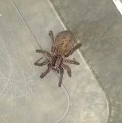 Mituliodon tarantulinus (Prowling Spider) at Greenleigh, NSW - 23 Nov 2021 by LyndalT