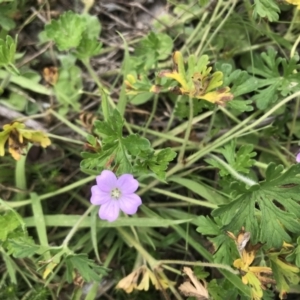 Geranium solanderi at Cotter River, ACT - 23 Nov 2021 01:49 PM