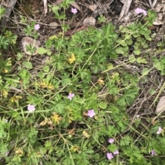 Geranium solanderi at Cotter River, ACT - 23 Nov 2021 01:49 PM