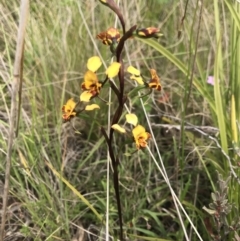 Diuris semilunulata (Late Leopard Orchid) at Cotter River, ACT - 23 Nov 2021 by BrianH