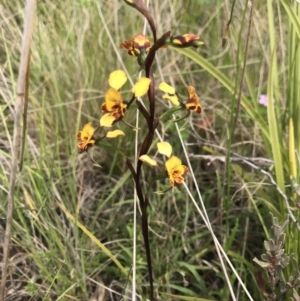 Diuris semilunulata at Cotter River, ACT - suppressed