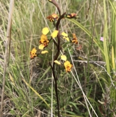 Diuris semilunulata at Cotter River, ACT - suppressed