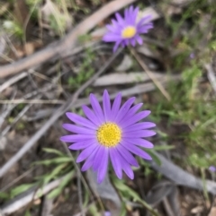 Calotis scabiosifolia var. integrifolia at Cotter River, ACT - 23 Nov 2021