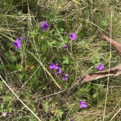 Viola betonicifolia (Mountain Violet) at Cotter River, ACT - 23 Nov 2021 by BrianH