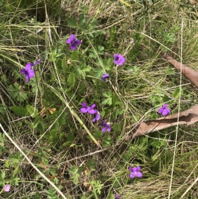 Viola betonicifolia (Mountain Violet) at Cotter River, ACT - 23 Nov 2021 by BrianH