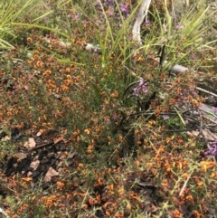 Daviesia ulicifolia (Gorse Bitter-pea) at Cotter River, ACT - 23 Nov 2021 by BrianH