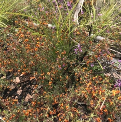 Daviesia ulicifolia (Gorse Bitter-pea) at Cotter River, ACT - 23 Nov 2021 by BrianH