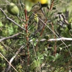 Gompholobium huegelii (pale wedge–pea) at Cotter River, ACT - 23 Nov 2021 by BrianH