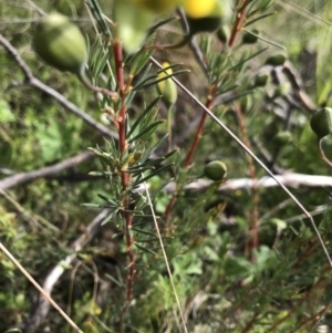 Gompholobium huegelii at Cotter River, ACT - 23 Nov 2021 03:31 PM