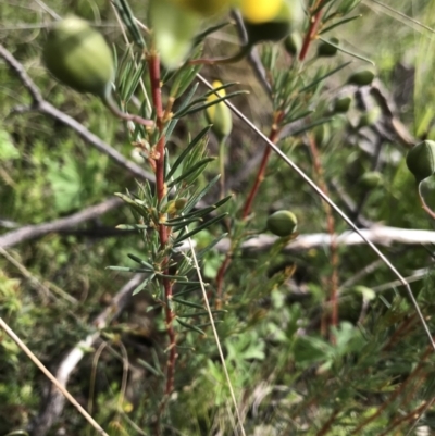 Gompholobium huegelii (pale wedge–pea) at Cotter River, ACT - 23 Nov 2021 by BrianH