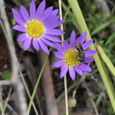 Lasioglossum (Chilalictus) sp. (genus & subgenus) (Halictid bee) at Cotter River, ACT - 23 Nov 2021 by BrianH