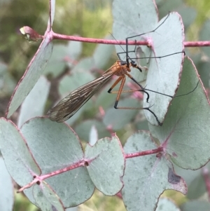 Harpobittacus australis at Cotter River, ACT - 23 Nov 2021 04:28 PM