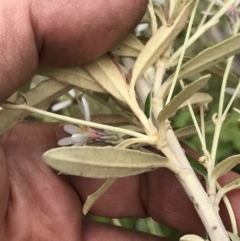 Olearia erubescens at Cotter River, ACT - 23 Nov 2021 04:28 PM