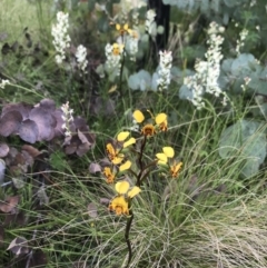 Diuris semilunulata (Late Leopard Orchid) at Cotter River, ACT - 23 Nov 2021 by BrianH