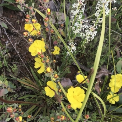 Hibbertia obtusifolia (Grey Guinea-flower) at Cotter River, ACT - 23 Nov 2021 by BrianH