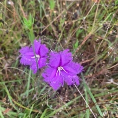 Thysanotus tuberosus (Common Fringe-lily) at Throsby, ACT - 20 Nov 2021 by LaurenBrown