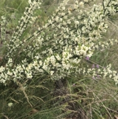 Discaria pubescens at Cotter River, ACT - 23 Nov 2021 04:43 PM