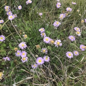 Calotis scabiosifolia var. integrifolia at Cotter River, ACT - 23 Nov 2021