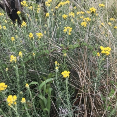 Chrysocephalum semipapposum (Clustered Everlasting) at Cotter River, ACT - 23 Nov 2021 by BrianH