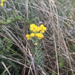 Chrysocephalum semipapposum at Cotter River, ACT - 23 Nov 2021 04:44 PM